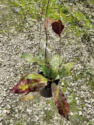 Hoya undulata — rare Hoya plant from Thailand