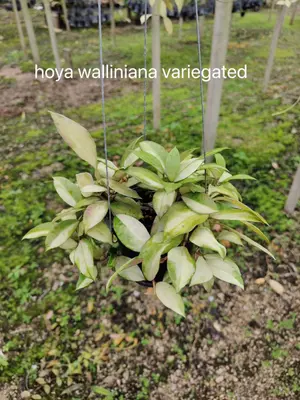 Hoya walliniana variegated — rare Hoya plant from Thailand