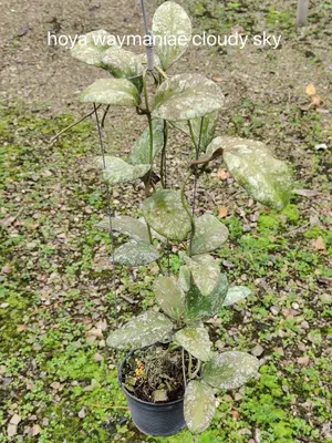 Hoya waymaniae cloudy sky — rare Hoya plant from Thailand