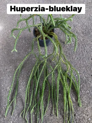Huperzia Blue Klay — rare Huperzia plant from Thailand