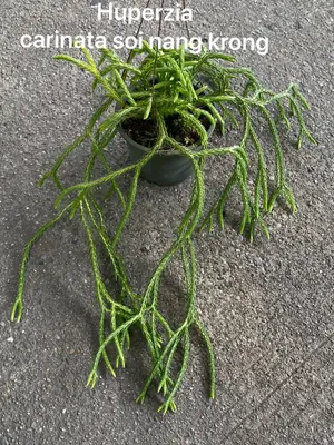 Huperzia Carinata Soi Nang Krong — rare Huperzia plant from Thailand