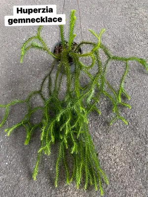 Huperzia Gemnecklace — rare Huperzia plant from Thailand