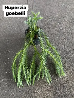 Huperzia Goebelii — rare Huperzia plant from Thailand