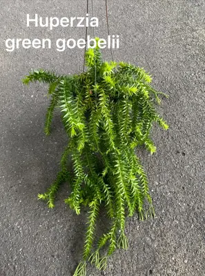 Huperzia Green Goebelii — rare Huperzia plant from Thailand