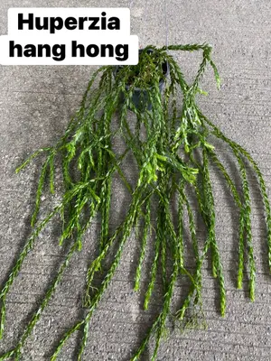Huperzia Hang Hong — rare Huperzia plant from Thailand