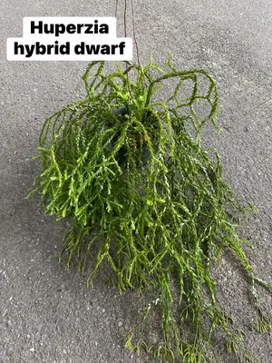 Huperzia Hybrid Dwarf — rare Huperzia plant from Thailand