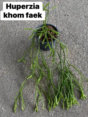 Huperzia Khom Faek — rare Huperzia plant from Thailand