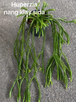 Huperzia Nang Klay Sida — rare Huperzia plant from Thailand