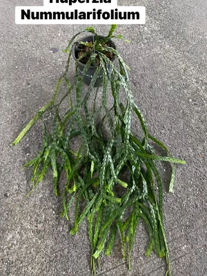 Huperzia Nummularifolium — rare Huperzia plant from Thailand