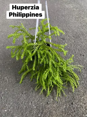Huperzia Philippines — rare Huperzia plant from Thailand