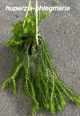 Huperzia Phlegmaria — rare Huperzia plant from Thailand