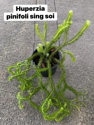 Huperzia Pinifolia Sing Soi — rare Huperzia plant from Thailand