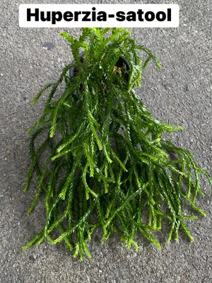 Huperzia Satool — rare Huperzia plant from Thailand