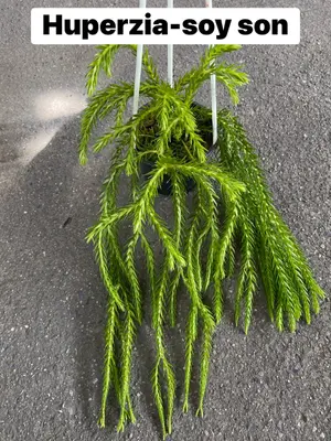 Huperzia Soy Son — rare Huperzia plant from Thailand