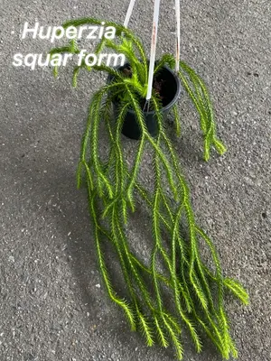 Huperzia Squar Form — rare Huperzia plant from Thailand