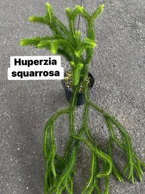 Huperzia Squarrosa — rare Huperzia plant from Thailand