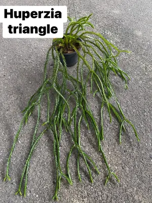Huperzia Triangle — rare Huperzia plant from Thailand