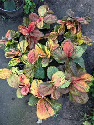 Kaempferia variegated (mixed colors) — rare Kaempferia plant from Thailand