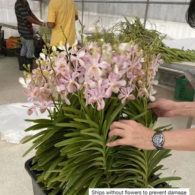 Mokara No. 01 — rare Mokara plant from Thailand