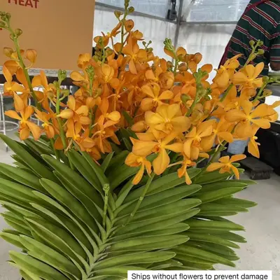 Mokara No. 02 — rare Mokara plant from Thailand