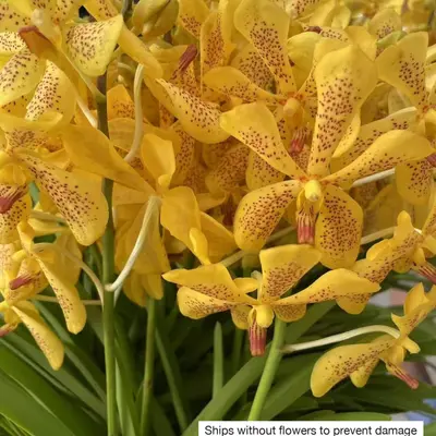 Mokara No. 03 — rare Mokara plant from Thailand