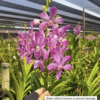Mokara No. 04 — rare Mokara plant from Thailand