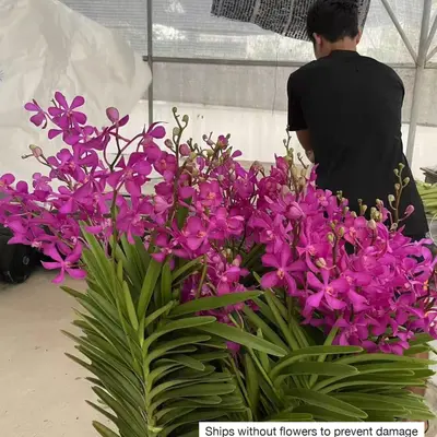 Mokara No. 05 — rare Mokara plant from Thailand