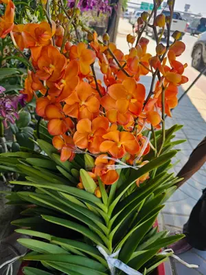 Mokara No. 06 — rare Mokara plant from Thailand