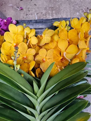 Mokara No. 07 — rare Mokara plant from Thailand