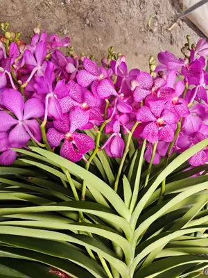 Mokara No. 08 — rare Mokara plant from Thailand