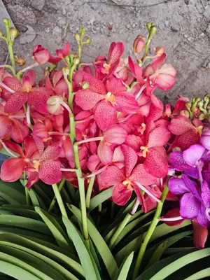 Mokara No. 09 — rare Mokara plant from Thailand