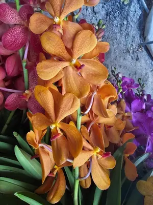 Mokara No. 10 — rare Mokara plant from Thailand