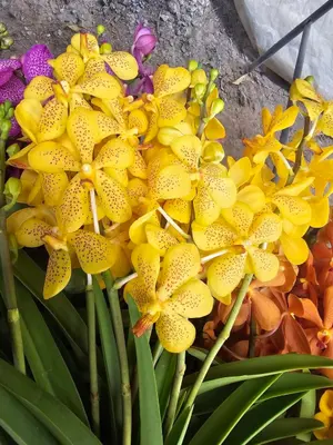 Mokara No. 11 — rare Mokara plant from Thailand