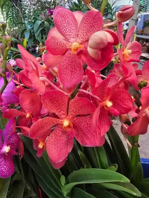 Mokara No. 12 — rare Mokara plant from Thailand