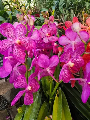 Mokara No. 13 — rare Mokara plant from Thailand