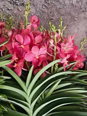 Mokara No. 14 — rare Mokara plant from Thailand