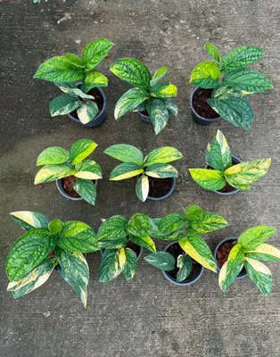 Monstera Karsteniana — rare Monstera plant from Thailand