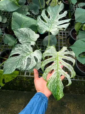 Monstera Devil — rare Monstera plant from Thailand