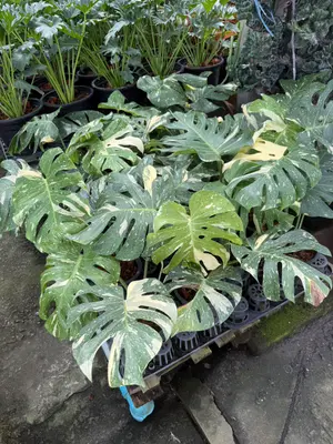 Monstera Thaicon — rare Monstera plant from Thailand