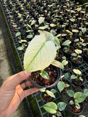 Monstera White monstera small (4" pot size) — rare Monstera plant from Thailand