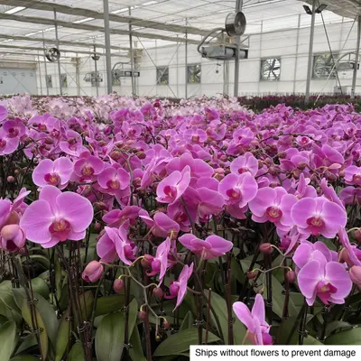 Phalaenopsis No. 01 — rare Phalaenopsis plant from Thailand