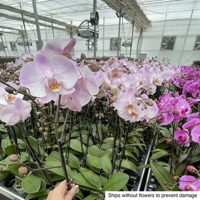 Phalaenopsis No. 02 — rare Phalaenopsis plant from Thailand
