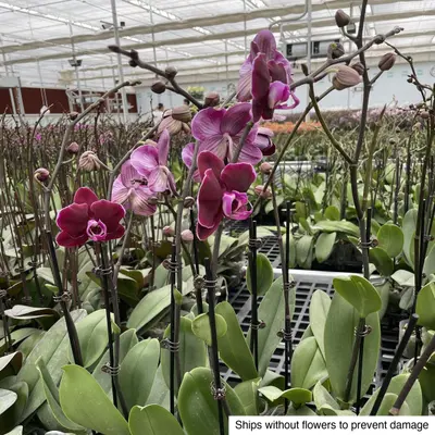 Phalaenopsis No. 03 — rare Phalaenopsis plant from Thailand