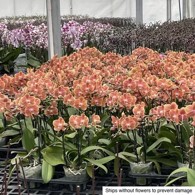 Phalaenopsis No. 04 — rare Phalaenopsis plant from Thailand