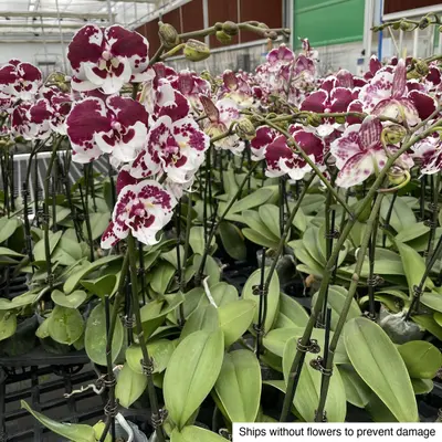 Phalaenopsis No. 05 — rare Phalaenopsis plant from Thailand
