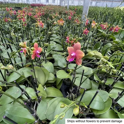 Phalaenopsis No. 06 — rare Phalaenopsis plant from Thailand