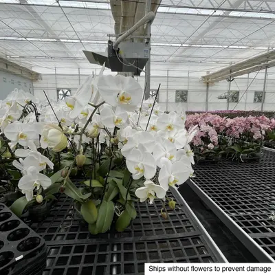 Phalaenopsis No. 07 — rare Phalaenopsis plant from Thailand