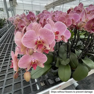 Phalaenopsis No. 08 — rare Phalaenopsis plant from Thailand