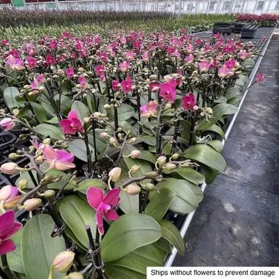 Phalaenopsis No. 09 — rare Phalaenopsis plant from Thailand