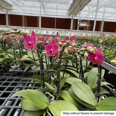 Phalaenopsis No. 10 — rare Phalaenopsis plant from Thailand